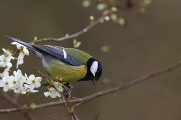 Tit among the flowering branches on a blurry background