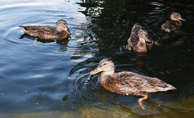 a group of ducks on the lake