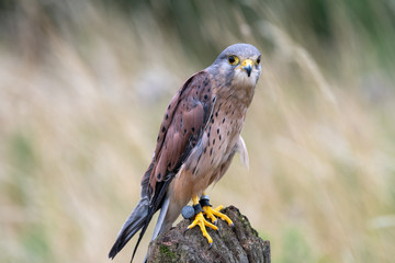 Portrait of a Common Kestrel (Falco tinnunculus) in England