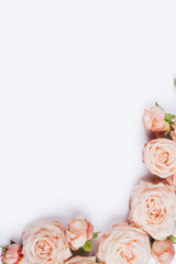 Spring background. Rose flowers on a white background. Flat lay. Copy space for your text.