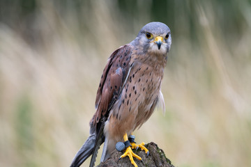 Portrait of a Common Kestrel (Falco tinnunculus) in England