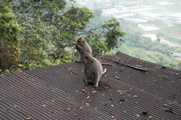 Wonders of Bali!