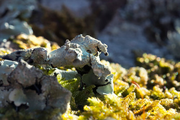 macro photo of green moss similar to flamingos