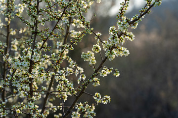 Flowering blackthorn (Prunus spinosa) in early spring.