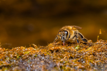 Bees drinking water from wet moss, bees drinking water, macro photo