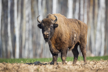 European bison - Bison bonasus in the Knyszyn Forest (Poland) © szczepank