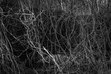 Dry small branches as a background.