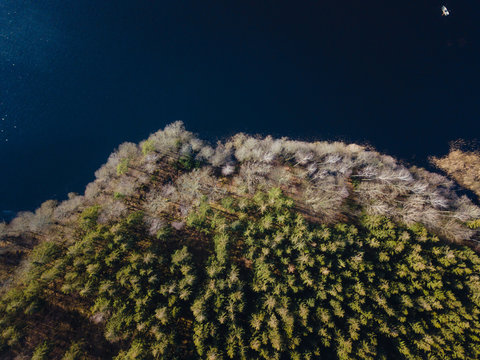 Overhead of forest by the lake