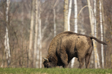 European bison - Bison bonasus in the Knyszyn Forest (Poland) © szczepank