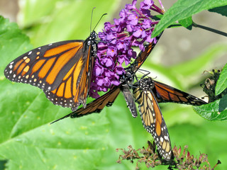  Toronto High Park Monarchs on a buddleja flower 2018