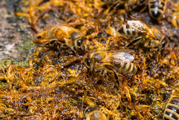 Bees drinking water from wet moss, bees drinking water, macro photo