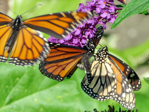 Toronto High Park Monarch butterflies 2018