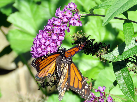 Toronto High Park the two Monarch butterflies 2018