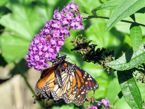 Toronto High Park the two Monarch butterflies on a buddleja flower 2018