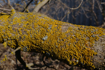 Tree trunk covered in yellow bright moss in forest