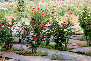 Beautiful rose garden, Flower garden lush greenery.