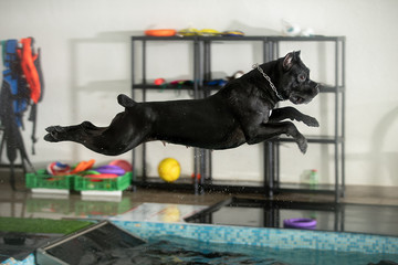 A dog jumps from a springboard into a pool