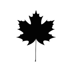 Maple leaf