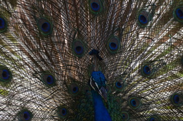 Obraz premium close up of peacock