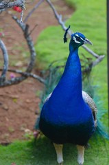 Fototapeta premium peacock in the park
