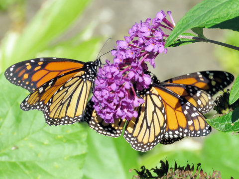 Toronto High Park three Monarch butterflies 2018