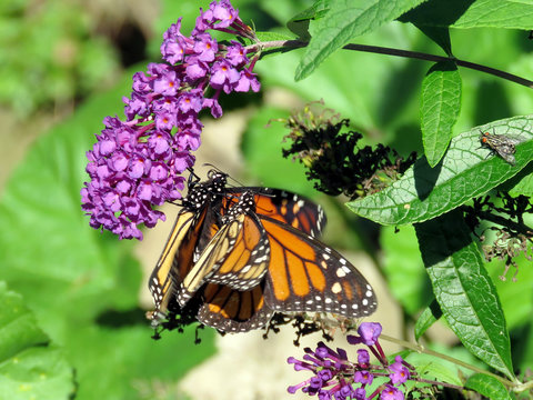 Toronto High Park the two Monarchs on a buddleja flower 2018