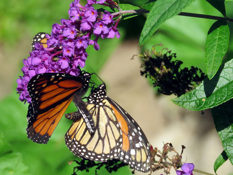  Toronto High Park two Monarch butterflies 2018