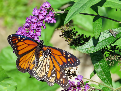 Toronto High Park two Monarch butterflies on a buddleja flower 2018