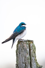 Tree Swallow on an old fence post