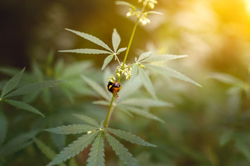 Red-tailed bumblebee on hemp collects pollen from the flowering cannabis, Beautiful background of green cannabis flowers, a place for copy space