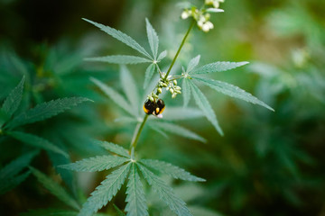 Red-tailed bumblebee on hemp collects pollen from the flowering cannabis, Beautiful background of green cannabis flowers, a place for copy space