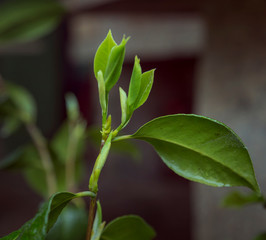 Sapling of a green plant in the flowering stage.