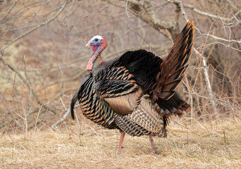 Turkey explores it's habitat in spring
