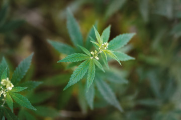 Unique beautiful leaves of the marijuana cannabis plant, growing organic cannabis background herb on the farm