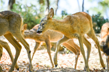 Portrait de petits chevreuils au milieu d'une foret en Europe durant l'été.