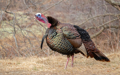 Turkey explores it's habitat in spring
