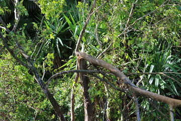 Hurricane damaged trees