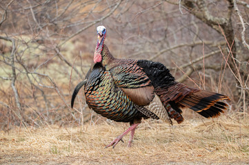 Turkey explores it's habitat in spring

