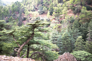 interesting tree in the mountains of Cyprus