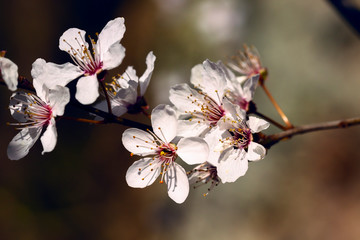 Frühblüher