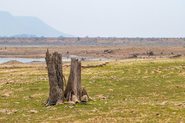 Tree stump images of dead large trees