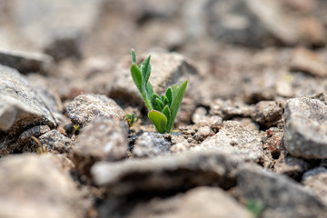 The picture of a small tree that grows in arid ground in the concept of saving the world, creating the world.