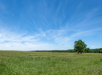 green field and blue sky