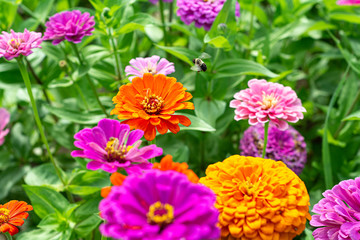 colorful flowers in the garden flying bees