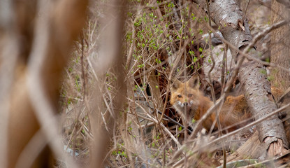 A red fox hides from humans in the brush around a junk yard.