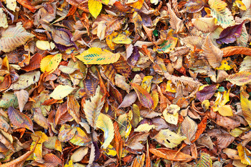 textured view of autumn leaves