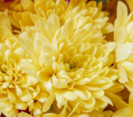 vibrant yellow chrysanthemums top view, natural background