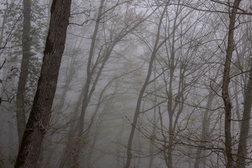 trees in the forest among the fog