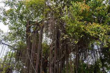 Vines hang from a teak tree in Hanoi, Vietnam