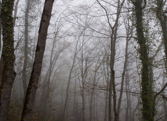 trees in the forest among the fog